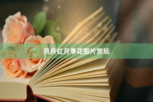 月月红月季花图片赏玩
