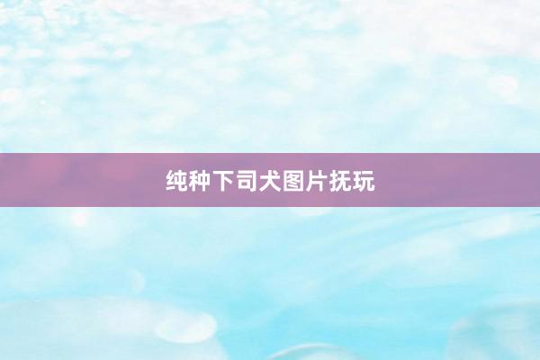 纯种下司犬图片抚玩
